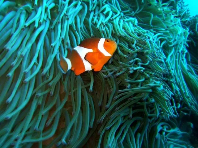 Diving