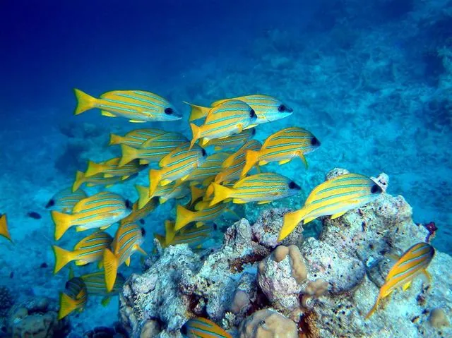Diving
