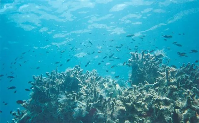 Diving