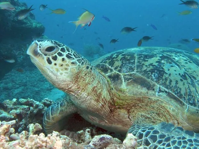 Diving