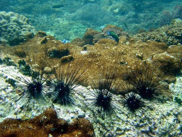 Diving in Adrasan 13