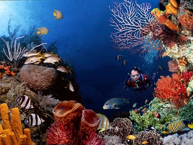 Diving in Adrasan 14