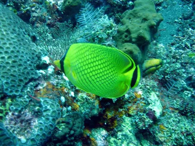 Diving in Adrasan 16